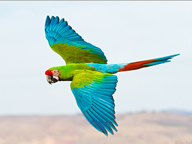 Military Macaw by Dave K.
